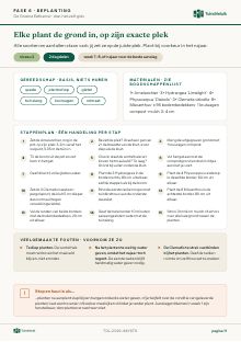 Pagina 11 uit het voorbeeldplan: fase 6